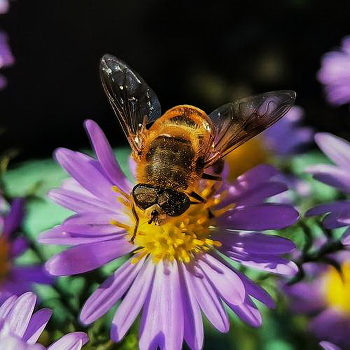 Bee / ***