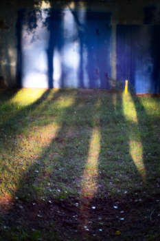 In the dark blue forest ... / ***