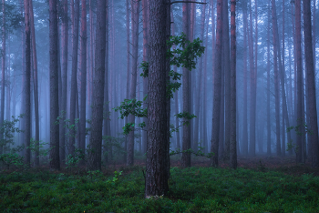 forest tree / forest