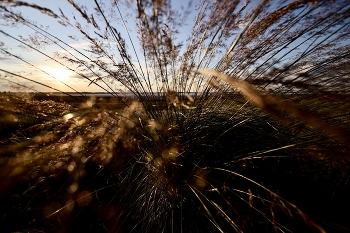 Steppe sunset / ———