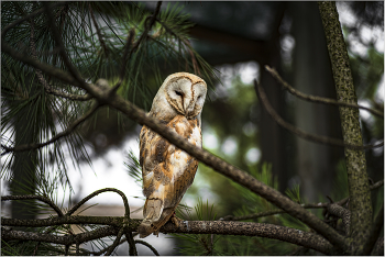 In meditations / ***