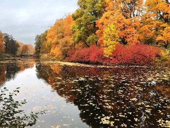 Pond / ***