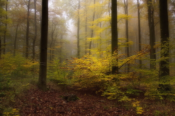 colors of autumn / ***