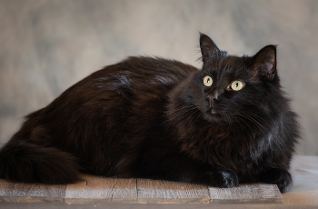 portrait of a cat / ***