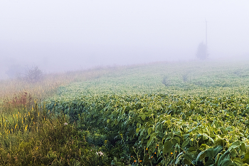 Foggy morning / ***