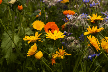 Flowers / ***