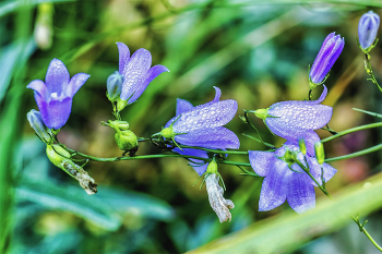 forest flowers / ***