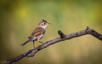 Gray Warbler / ***