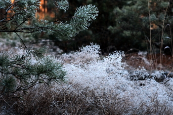 In forest / ***