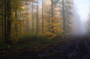 Autumn mists / ***