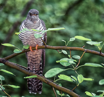 Cuckoo / ***