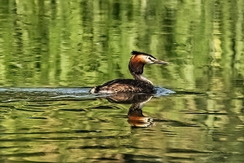 Great Crested Grebe / ***