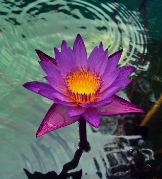 Lotus / ***