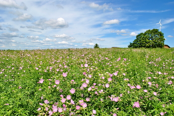 Blooming Summer / ***