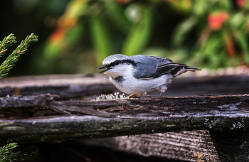 Nuthatch / ***