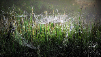 spider kingdom / ***