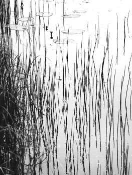Life around / ***