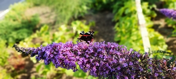 Butterfly on Flower / ***
