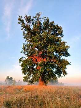 Giant oak / ***