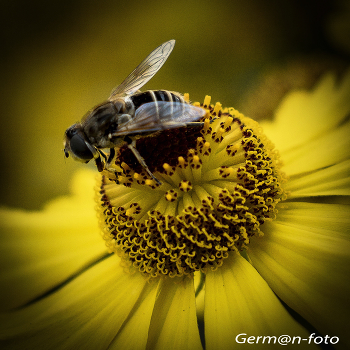 Hoverflies / ***