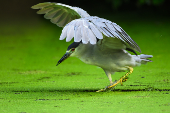 Black-crowned night heron / ***