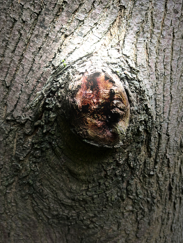 Hidden face / Don't know