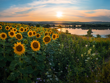 Sunflowers / ***