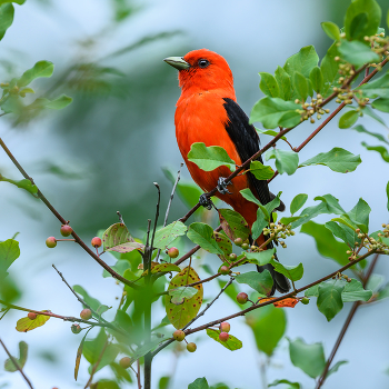 Scarlet tanager (male) / ***