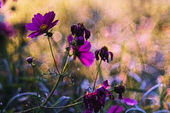 on the threshold of autumn / ***