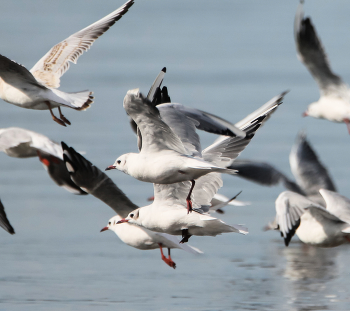 Seagulls / ***