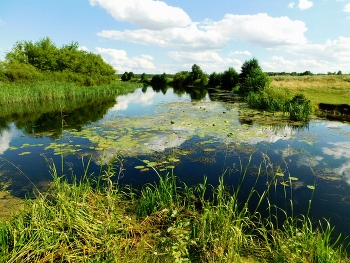 Grassland / ***