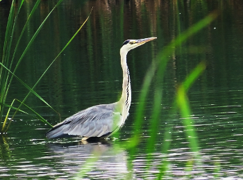 Heron / ***