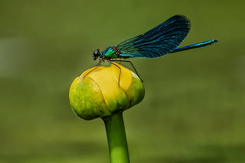 Pretty brilliant / ***