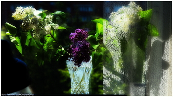 lilac / ***