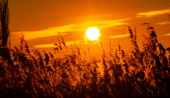 Sunny Wind. / ***