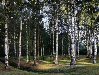 Birch Grove / ***