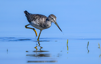 The greater yellowlegs / ***