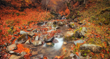 Carpathian brook / ***