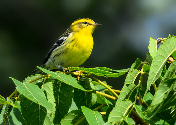 Blackburnian warbler (female-immature male) / ***