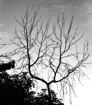 Chestnut / ***