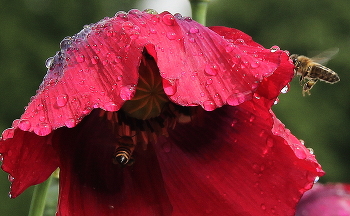 After the rain / ***