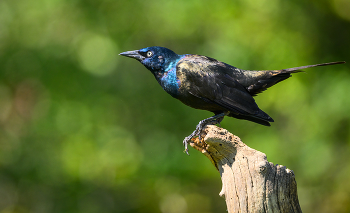 Common grackle (Adult male) / ***