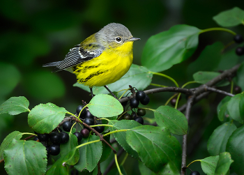 Magnolia warbler (Setophaga magnolia) (female-immature male) / ***