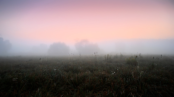 Fog in the field / ***