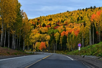 colors of autumn / ***