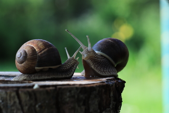 Snails / ***