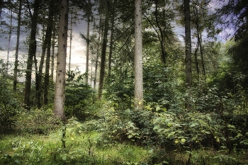 Herbstwald / Der Wald zum Herbstanfang