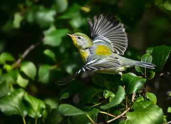 Northern Parula / ***