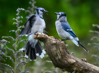 Blue Jay / ***