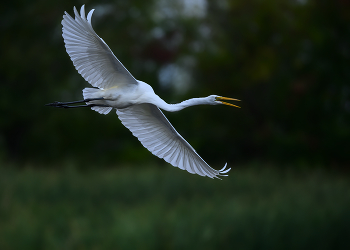 Great egret / ***
